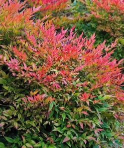 Gulf Stream Nandina Live Shrub - 1 Quart Pot - Outdoor Dwarf Foliage Plant - Image 1