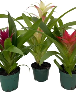 Guzmania Bromeliad Live Plant Collection – 3 Plants in 4" Pots – Indoor - Image 2