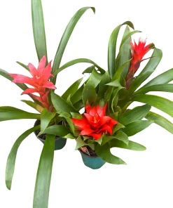 Guzmania Bromeliad Live Plant Collection – 3 Plants in 4