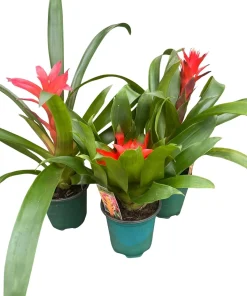 Guzmania Bromeliad Live Plant Collection – 3 Plants in 4