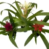 Guzmania Bromeliad Live Plant Collection – 3 Plants in 4" Pots – Indoor - Image 1