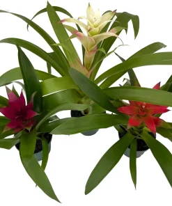 Guzmania Bromeliad Live Plant Collection – 3 Plants in 4
