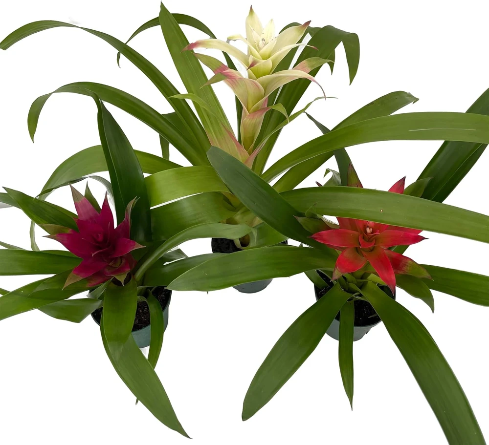 Guzmania Bromeliad Live Plant Collection – 3 Plants in 4" Pots – Indoor - Image 1