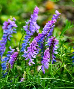 Hairy Vetch Seeds - 100 Vicia Villosa Purple Flower Vine Seeds, Cover Crop - Image 2