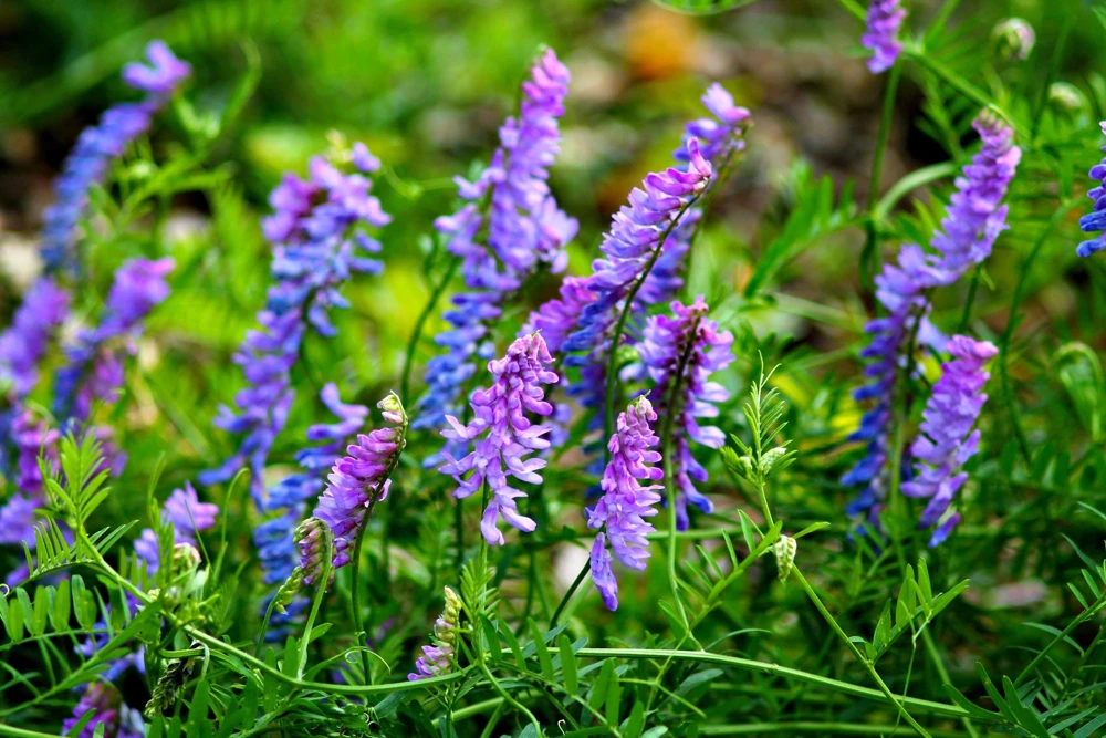 Hairy Vetch Seeds - 100 Vicia Villosa Purple Flower Vine Seeds, Cover Crop - Image 2