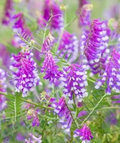 Hairy Vetch Seeds - 100 Vicia Villosa Purple Flower Vine Seeds, Cover Crop - Image 3
