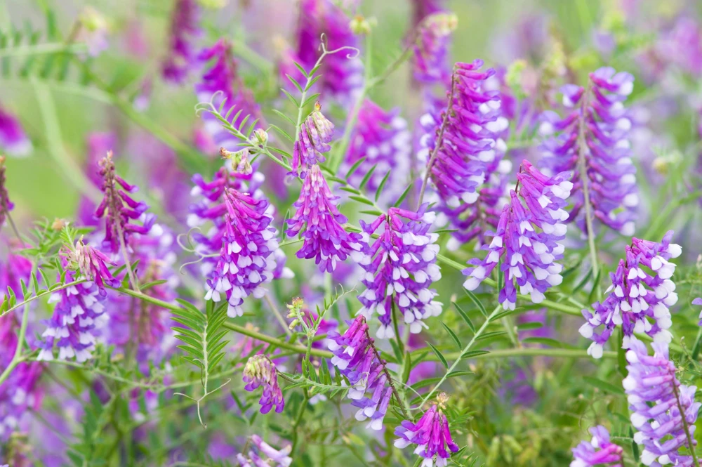Hairy Vetch Seeds - 100 Vicia Villosa Purple Flower Vine Seeds, Cover Crop - Image 3