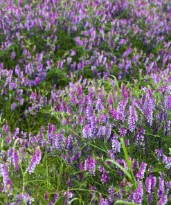 Hairy Vetch Seeds - 100 Vicia Villosa Purple Flower Vine Seeds, Cover Crop - Image 4
