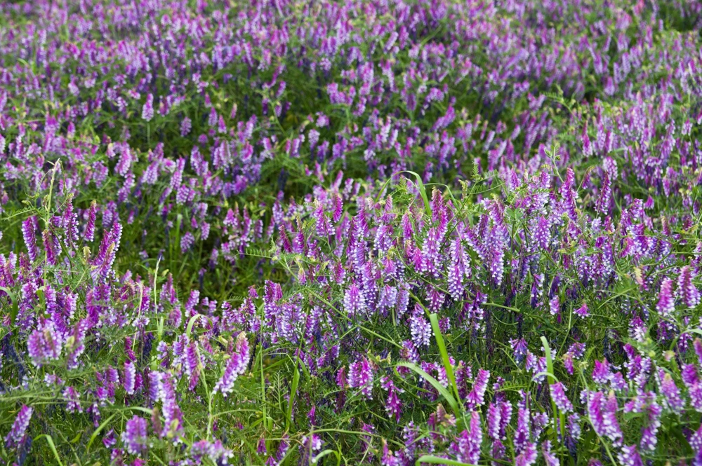 Hairy Vetch Seeds - 100 Vicia Villosa Purple Flower Vine Seeds, Cover Crop - Image 4