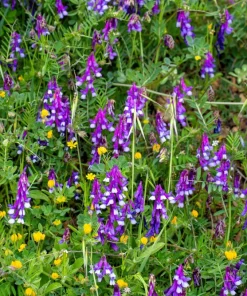 Hairy Vetch Seeds - 100 Vicia Villosa Purple Flower Vine Seeds, Cover Crop - Image 5