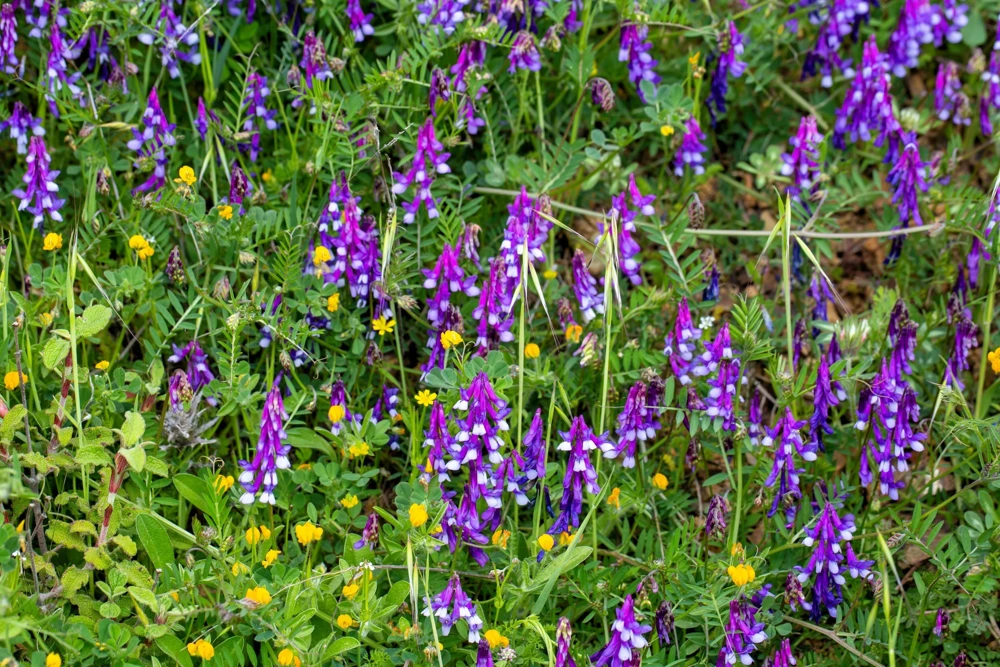 Hairy Vetch Seeds - 100 Vicia Villosa Purple Flower Vine Seeds, Cover Crop - Image 5
