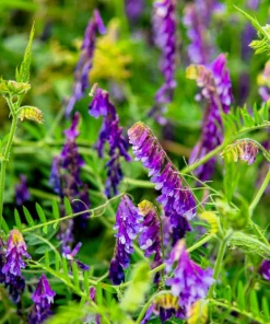 Hairy Vetch Seeds - 100 Vicia Villosa Purple Flower Vine Seeds, Cover Crop - Image 6