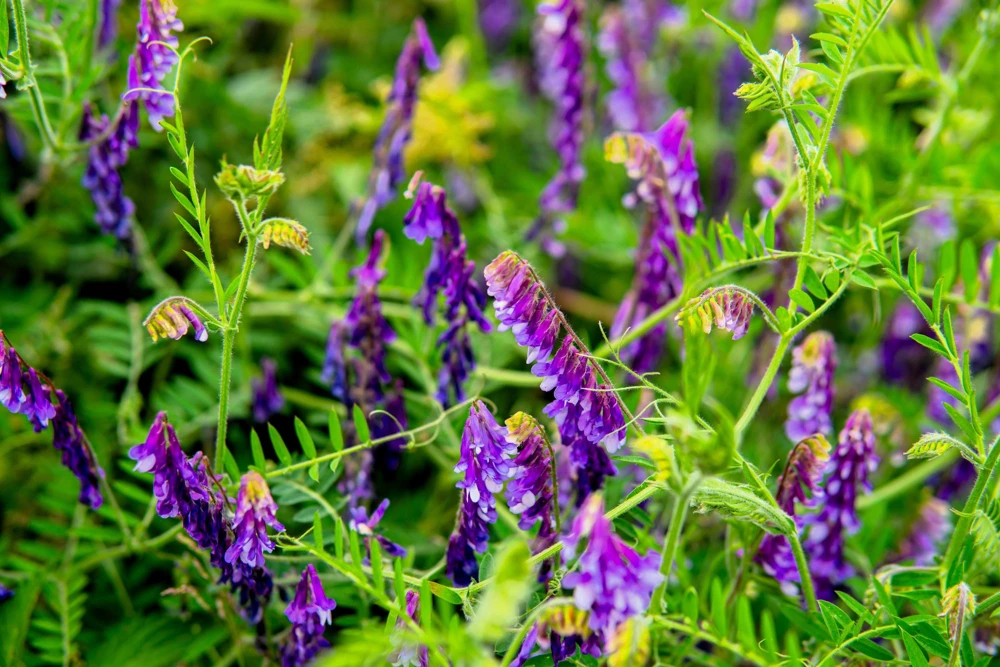 Hairy Vetch Seeds - 100 Vicia Villosa Purple Flower Vine Seeds, Cover Crop - Image 6