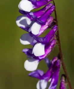 Hairy Vetch Seeds - 100 Vicia Villosa Purple Flower Vine Seeds, Cover Crop - Image 7