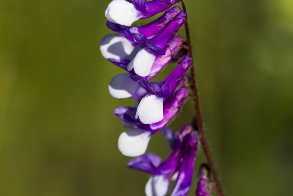 Hairy Vetch Seeds - 100 Vicia Villosa Purple Flower Vine Seeds, Cover Crop - Image 7