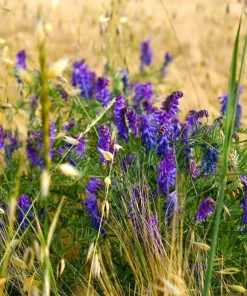 Hairy Vetch Seeds - 100 Vicia Villosa Purple Flower Vine Seeds, Cover Crop - Image 8