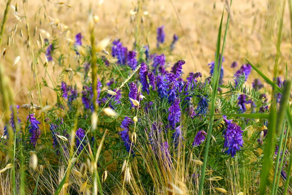 Hairy Vetch Seeds - 100 Vicia Villosa Purple Flower Vine Seeds, Cover Crop - Image 8