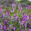 Hairy Vetch Seeds - 100 Vicia Villosa Purple Flower Vine Seeds, Cover Crop - Image 1
