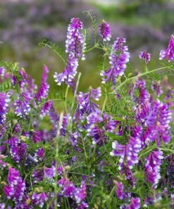 Hairy Vetch Seeds - 100 Vicia Villosa Purple Flower Vine Seeds, Cover Crop - Image 1