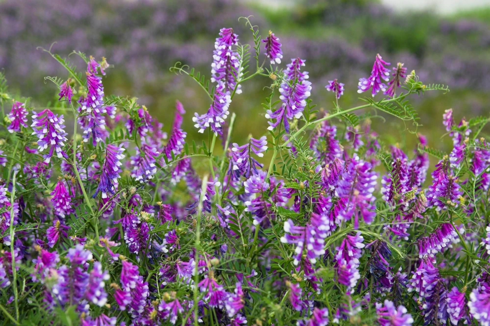 Hairy Vetch Seeds - 100 Vicia Villosa Purple Flower Vine Seeds, Cover Crop - Image 1