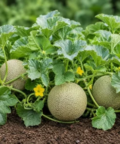 Hale's Best Cantaloupe Live Plants - 2 Pack, 4-6 Inch Tall Sweet Melon Starter Vines, 4 Inch Pot, Outdoor - Image 2