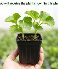 Hale's Best Cantaloupe Live Plants - 2 Pack, 4-6 Inch Tall Sweet Melon Starter Vines, 4 Inch Pot, Outdoor - Image 4