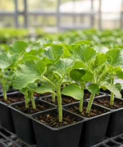Hale's Best Cantaloupe Live Plants - 2 Pack, 4-6 Inch Tall Sweet Melon Starter Vines, 4 Inch Pot, Outdoor - Image 5