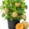 Hale's Best Cantaloupe Live Plants - 2 Pack, 4-6 Inch Tall Sweet Melon Starter Vines, 4 Inch Pot, Outdoor - Image 1