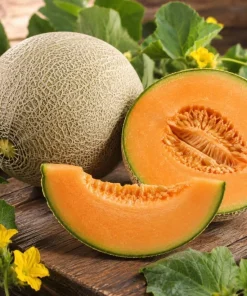 Hales Cantaloupe Melon Live Plants 2-Pack, 4-6 Inches Tall in 4 Inch Pot for Outdoor Gardens - Image 3
