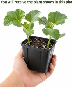 Hales Cantaloupe Melon Live Plants 2-Pack, 4-6 Inches Tall in 4 Inch Pot for Outdoor Gardens - Image 4