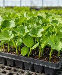 Hales Cantaloupe Melon Live Plants 2-Pack, 4-6 Inches Tall in 4 Inch Pot for Outdoor Gardens - Image 5