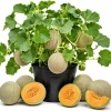 Hales Cantaloupe Melon Live Plants 2-Pack, 4-6 Inches Tall in 4 Inch Pot for Outdoor Gardens - Image 1