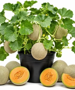 Hales Cantaloupe Melon Live Plants 2-Pack, 4-6 Inches Tall in 4 Inch Pot for Outdoor Gardens - Image 1