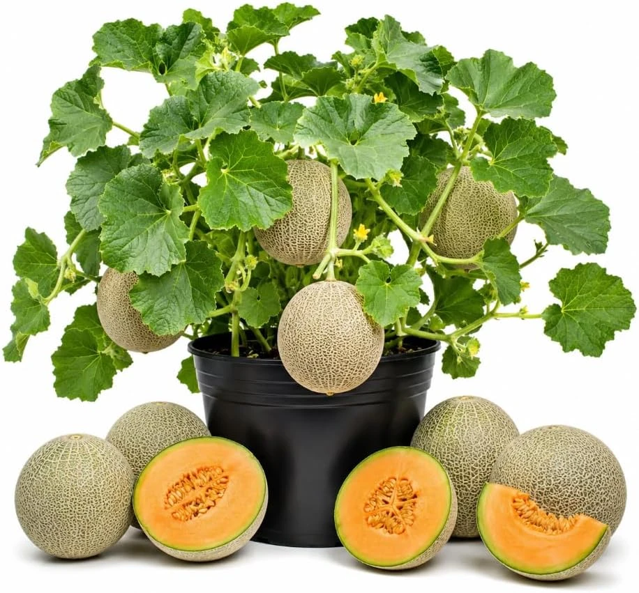 Hales Cantaloupe Melon Live Plants 2-Pack, 4-6 Inches Tall in 4 Inch Pot for Outdoor Gardens - Image 1