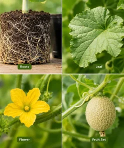 Hales Cantaloupe Melon Live Plants 2-Pack, 4-6 Inches Tall in 4 Inch Pot for Outdoor Gardens - Image 6