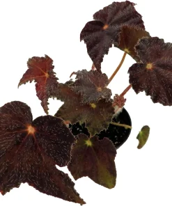 Hallow's Eve Begonia Live Plant – 2.5 inch Pot – Dark Foliage Houseplant - Image 2