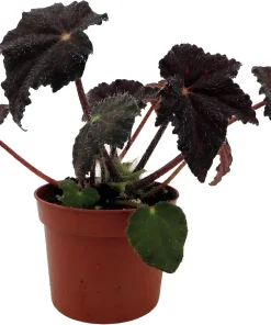 Hallow's Eve Begonia Live Plant – 2.5 inch Pot – Dark Foliage Houseplant - Image 3