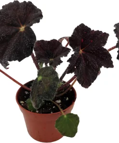 Hallow's Eve Begonia Live Plant – 2.5 inch Pot – Dark Foliage Houseplant - Image 4