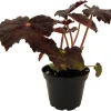 Hallow's Eve Begonia Live Plant – 2.5 inch Pot – Dark Foliage Houseplant - Image 1