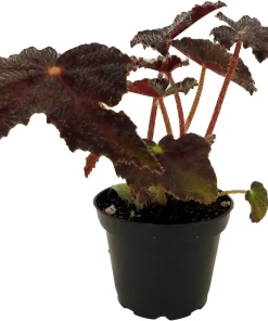 Hallow's Eve Begonia Live Plant – 2.5 inch Pot – Dark Foliage Houseplant - Image 1