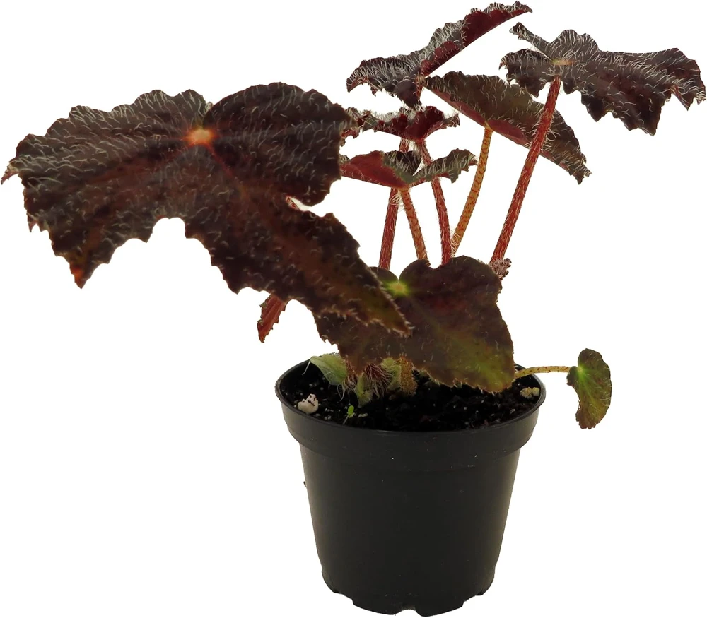 Hallow's Eve Begonia Live Plant – 2.5 inch Pot – Dark Foliage Houseplant - Image 1
