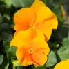 Halo Golden Yellow Hardy Viola Live Plant – Perennial – Quart Pot – Outdoor - Image 1