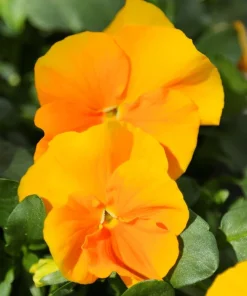 Halo Golden Yellow Hardy Viola Live Plant – Perennial – Quart Pot – Outdoor - Image 1