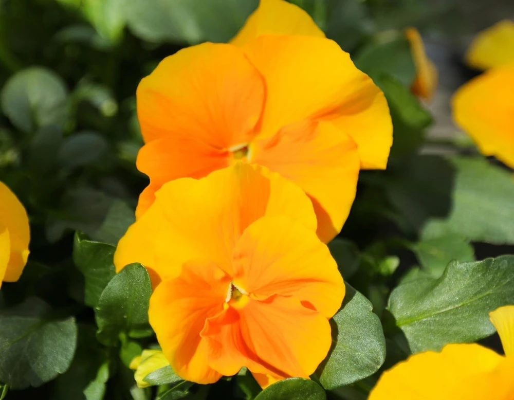 Halo Golden Yellow Hardy Viola Live Plant – Perennial – Quart Pot – Outdoor - Image 1