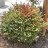 Harbor Dwarf Nandina Live Plant - 6-12" Tall in Quart Pot - Outdoor Shrub - Image 1