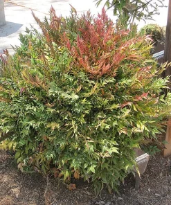 Harbor Dwarf Nandina Live Plant - 6-12