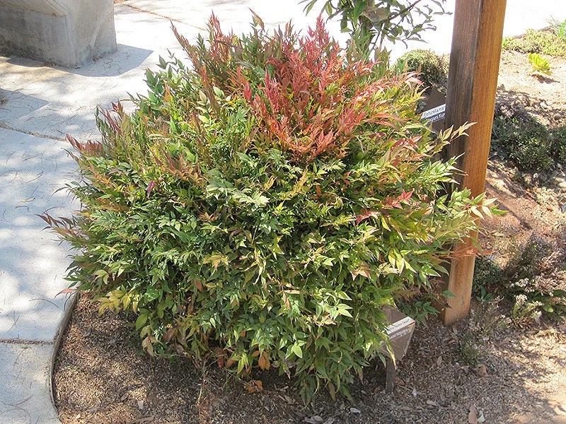 Harbor Dwarf Nandina Live Plant - 6-12" Tall in Quart Pot - Outdoor Shrub - Image 1