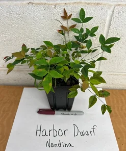 Harbor Dwarf Nandina Live Plant - 6-12" Tall in Quart Pot - Outdoor Shrub - Image 2