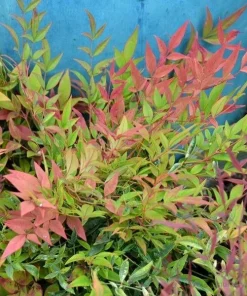 Harbor Dwarf Nandina Live Plant - 6-12