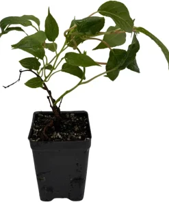 Hardy Anna Kiwi Live Plant – Female Actinidia arguta – 2.5" Pot – Fruit Vine - Image 2